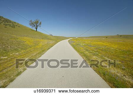 Stock Image - A lone tree on the side of the road. Fotosearch