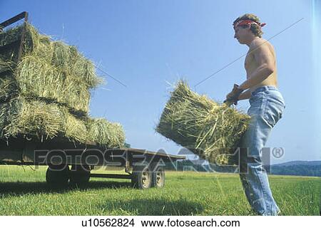 A man bailing hay on a cattle farm View Large Photo Image Picture - A man bailing hay on a cattle farm. Fotosearch