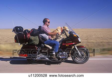 Stock Photo - A motorcyclist with his dog cruising on the Interstate Highway. Fotosearch