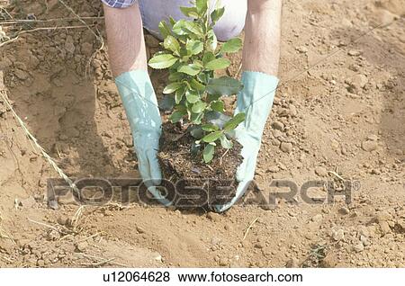A person displaying a tree for planting on Earth Day View Large Photo Image Stock Photo - A person displaying a tree for planting on Earth Day . Fotosearch