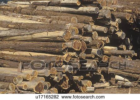 A stack of cut logs awaiting processing at lumber mill View Large Photo Image Stock Image - A stack of cut logs awaiting processing at lumber mill. Fotosearch