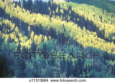 Aerial view of aspen trees, San Juan National Forest, Colorado View Large Photo Image Picture - Aerial view of aspen trees, San Juan National Forest, Colorado. Fotosearch