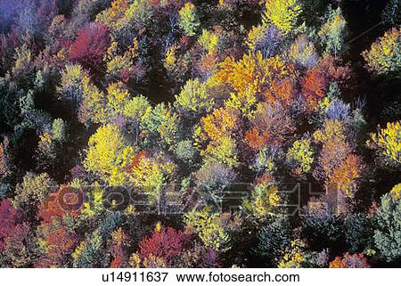 Aerial view of Autumn colors and trees in mountains of VT View Large Photo Image Stock Photo - Aerial view of Autumn colors and trees in mountains of VT. Fotosearch