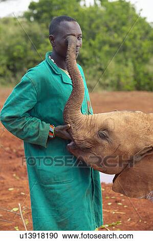 African Elephant keeper with Adopted Baby African Elephant View Large Photo Image Stock Image - African Elephant keeper with Adopted Baby African Elephant. Fotosearch