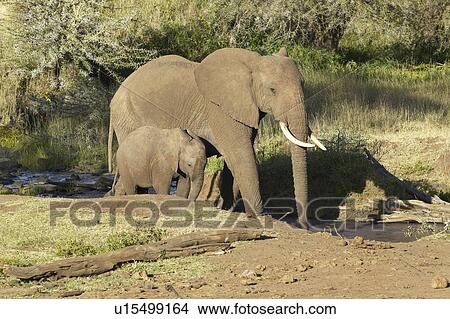 Picture - African Elephants drinking water at pond. Fotosearch