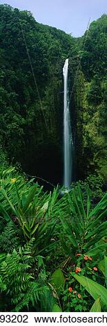 Stock Image - Akaka Falls State Park. Fotosearch
