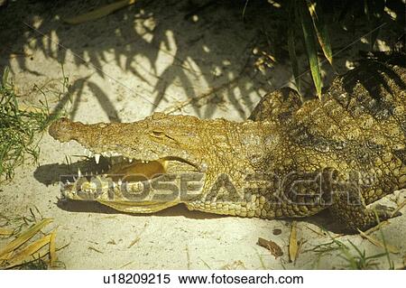Stock Photography - Alligator with jaws open. Fotosearch