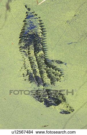 American Alligator View Large Photo Image Picture - American Alligator. Fotosearch