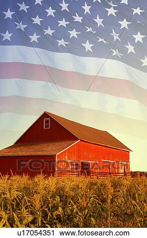 Stock Image - American flag and red barn in a corn field. Fotosearch