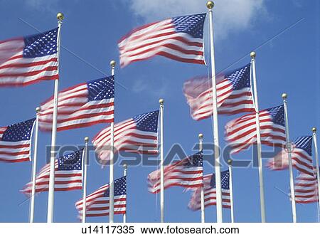 Stock Photography - American Flags Flying in Wind. Fotosearch