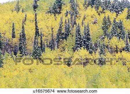 Picture - Aspens and first snow near Ridgeway. Fotosearch