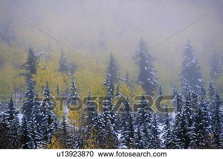 Stock Image - Aspens and first Snow, Ridgeway, CA, Last Dollar Ranch Road. Fotosearch
