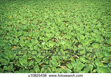 Stock Photo - Audubon Society’s Corkscrew Swamp Sanctuary, Everglades, Florida. Fotosearch