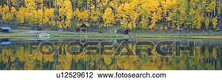 Autumn aspens along Route 550, North Durango, Colorado View Large Photo Image Stock Image - Autumn aspens along Route 550, North Durango, Colorado. Fotosearch