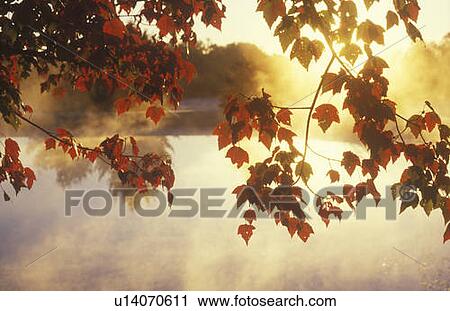 Autumn Leaves and Mist View Large Photo Image Stock Image - Autumn Leaves and Mist. Fotosearch