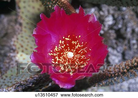 Stock Photo - Beavertail Cactus in bloom. Fotosearch