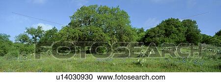 Stock Image - Blue Bonnets in Hill Country, Willow City Loop Road, Texas. Fotosearch
