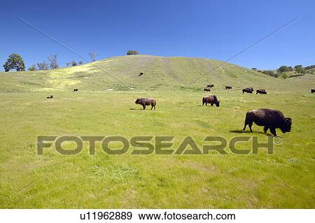 Buffalo on the range off Route 58 west of Bakersfield, CA View Large Photo Image Stock Photo - Buffalo on the range off Route 58 west of Bakersfield, CA. Fotosearch