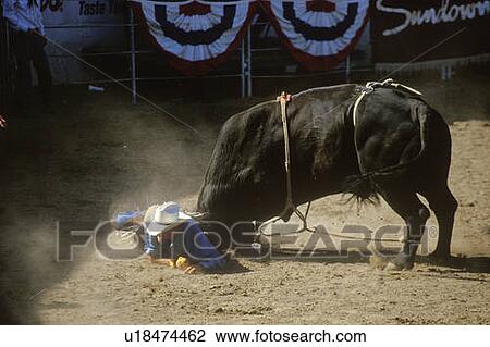 Bull Riding View Large Photo Image Stock Image - Bull Riding. Fotosearch