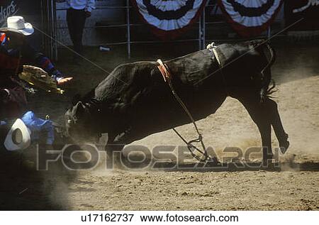Bull Riding View Large Photo Image Stock Photo - Bull Riding. Fotosearch