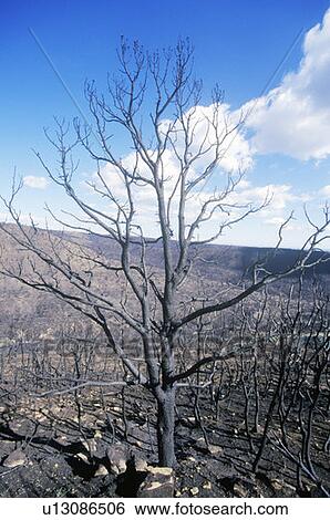 Stock Photograph - Burnt Trees, Mesa Verde National Park, Colorado. Fotosearch