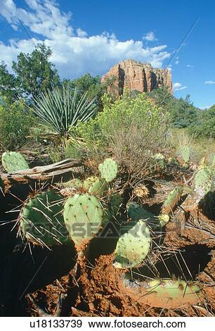 Cactus and desert landscape at Sedona, Arizona View Large Photo Image Stock Photo - Cactus and desert landscape at Sedona, Arizona. Fotosearch