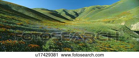 Stock Image - California Poppies and Wildflowers, near Gorman, California. Fotosearch