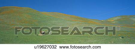 California Poppies and Wildflowers, near Gorman, California View Large Photo Image Stock Image - California Poppies and Wildflowers, near Gorman, California. Fotosearch