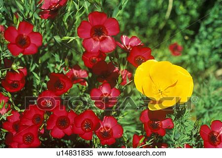 Stock Photography - California Poppy in bloom, Ventura County, CA. Fotosearch