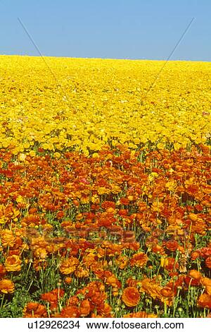 Carlsbad Ranch, Ranunculus, San Diego, CA View Large Photo Image Picture - Carlsbad Ranch, Ranunculus, San Diego, CA. Fotosearch