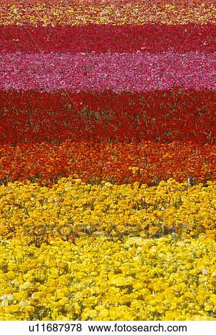 Carlsbad Ranch, Ranunculus, San Diego, CA View Large Photo Image Stock Photo - Carlsbad Ranch, Ranunculus, San Diego, CA. Fotosearch