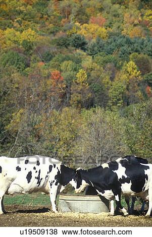 Stock Photo - Cattle drinking from trough. Fotosearch