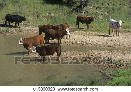 Cattle drinking out of stream View Large Photo Image Stock Image - Cattle drinking out of stream. Fotosearch