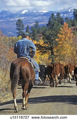 Cattle drive on Girl Scout Road View Large Photo Image Stock Photo - Cattle drive on Girl Scout Road. Fotosearch