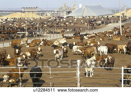 Cattle feed lots View Large Photo Image Stock Image - Cattle feed lots. Fotosearch