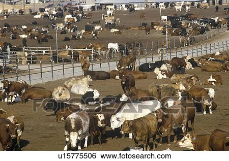 Cattle feed lots View Large Photo Image Stock Photograph - Cattle feed lots. Fotosearch