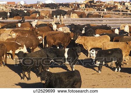 Cattle in feed lots View Large Photo Image Stock Photo - Cattle in feed lots. Fotosearch