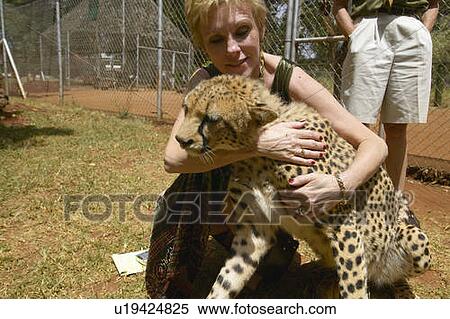 Stock Photography - Cheetah in animal facility of Nairobi. Fotosearch