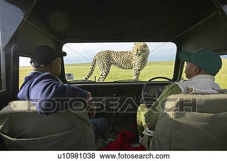 Cheetah jumping onto hood of Landrover Vehicle View Large Photo Image Stock Photo - Cheetah jumping onto hood of Landrover Vehicle. Fotosearch