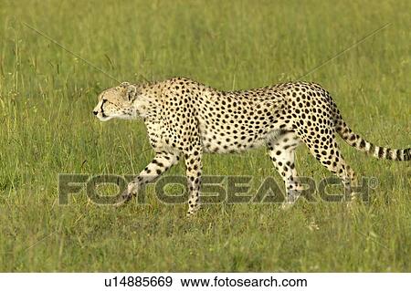 Stock Photo - Cheetah. Fotosearch