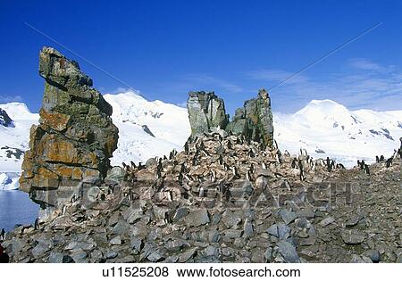 Chinstrap penguins View Large Photo Image Stock Photo - Chinstrap penguins. Fotosearch