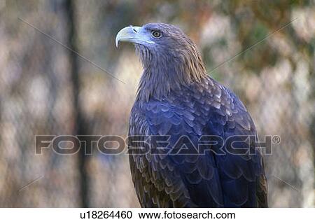 Stock Image - Close-up of Golden Eagle. Fotosearch
