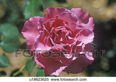 Close up of rose in bloom View Large Photo Image Stock Photography - Close up of rose in bloom. Fotosearch