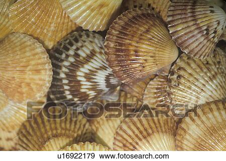Close-up of seashells View Large Photo Image Stock Photo - Close-up of seashells. Fotosearch