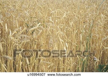 Stock Photo - Close-up of wheat field. Fotosearch
