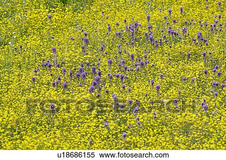 Stock Photography - Colorful bouquet of spring flowers. Fotosearch