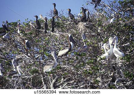 Picture - Cormorants and Brown Pelicans. Fotosearch