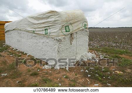 Cotton bales stacked in field View Large Photo Image Stock Photo - Cotton bales stacked in field. Fotosearch