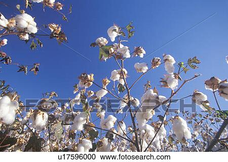 Stock Image - Cotton field. Fotosearch