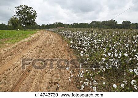 Stock Image - Cotton fields alongside dirt road. Fotosearch